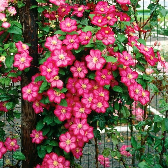 🌸🌴💗🌸🌴💗🌸🌴💗🌸🌴💗🌸🌴💗🌸🌴💗 - Picture 9 of 16